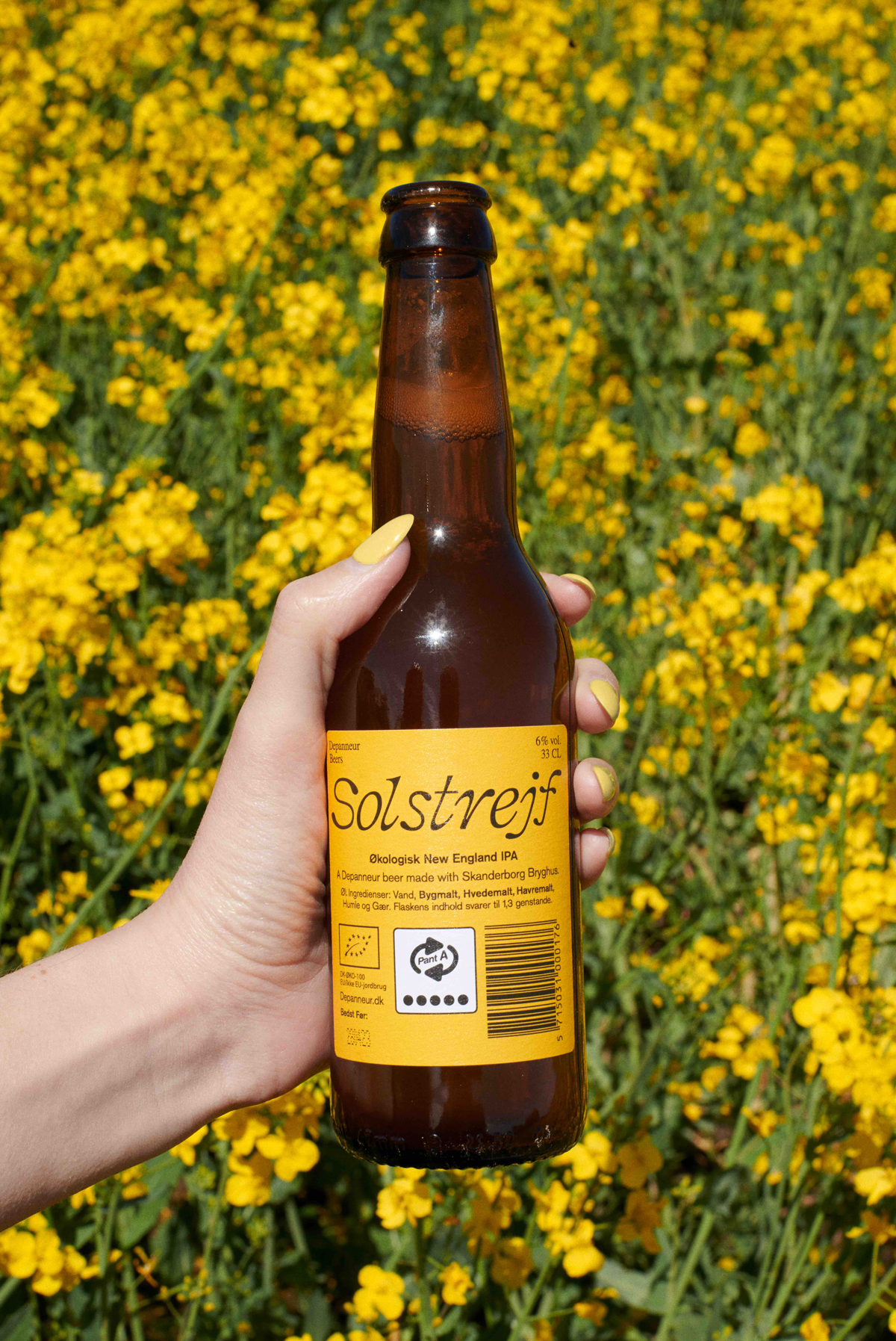 A bottle of Solstrejf Organic IPA held in front of yellow flowers 